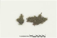 藏品(爪哇扁萼蘚)的圖片